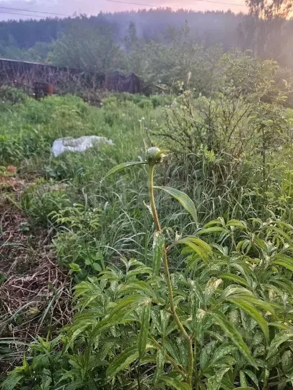 Участок в Московская область, Истра муниципальный округ, д. Черная ул. ... - Фото 2