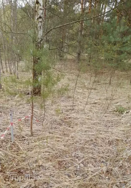 Участок в Владимирская область, Суздальский район, Селецкое ... - Фото 2