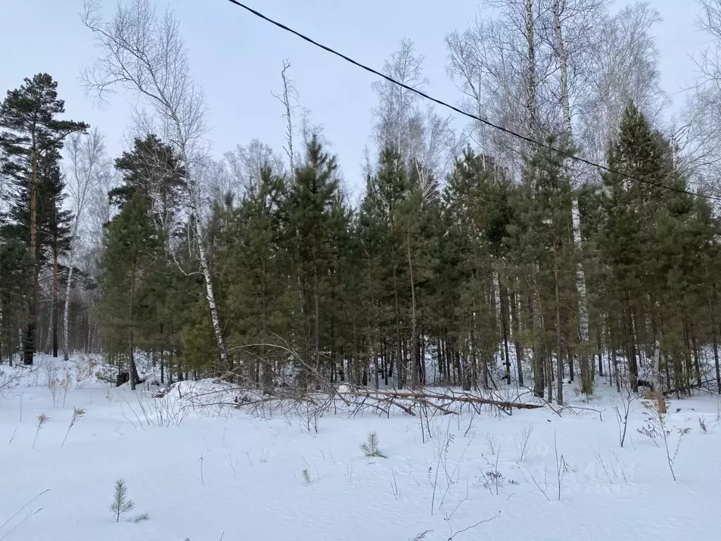 Участок в Новосибирская область, Новосибирский район, Кубовинский ... - Фото 1