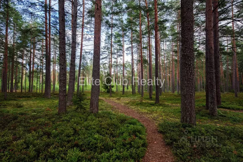 Участок в Санкт-Петербург пос. Комарово, просп. Большой (140.0 сот.) - Фото 1