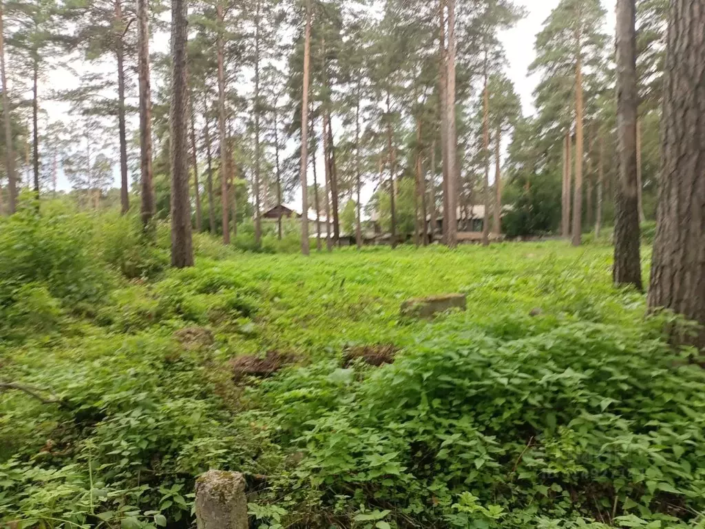 Участок в Новосибирская область, Новосибирский район, Мочищенский ... - Фото 1