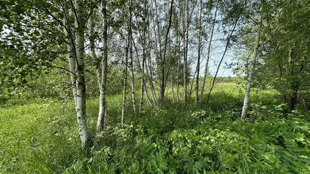 Участок в Московская область, Егорьевск Авиатор садовое товарищество, ... - Фото 0