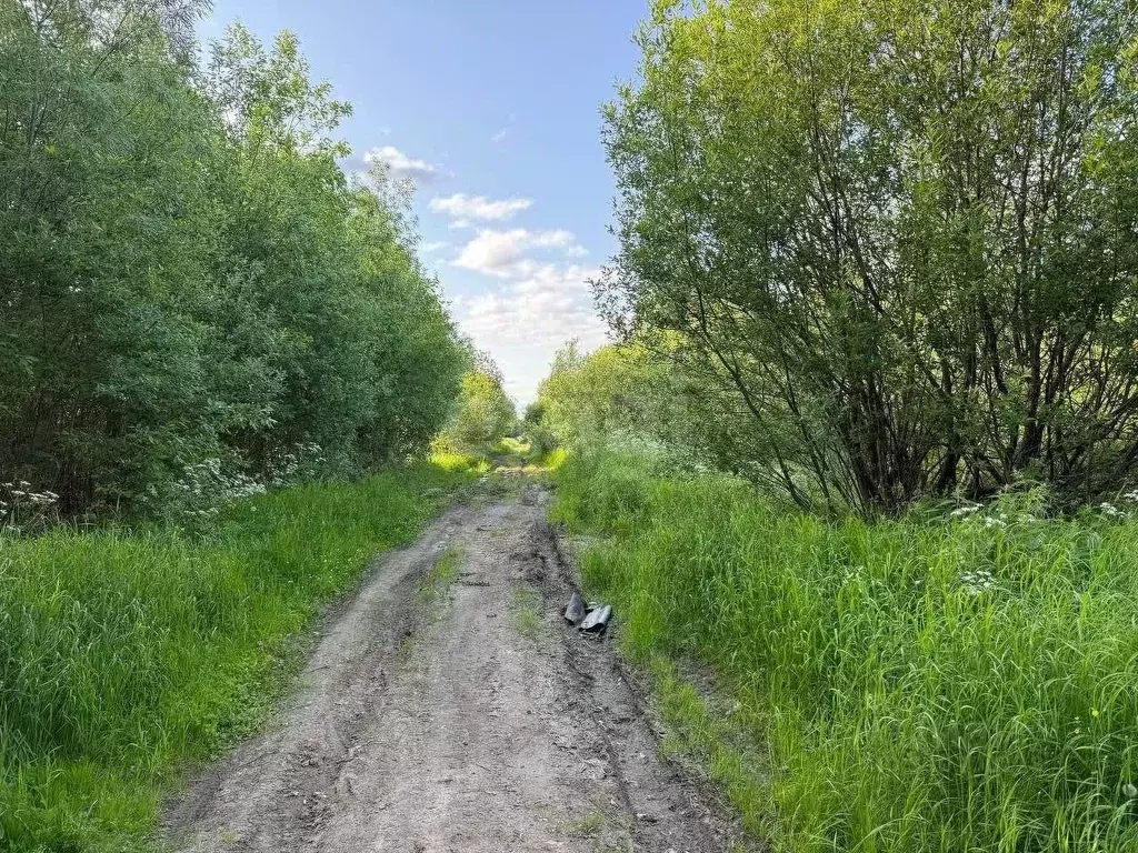 Участок в Вологодская область, Великоустюгский муниципальный округ, ... - Фото 1