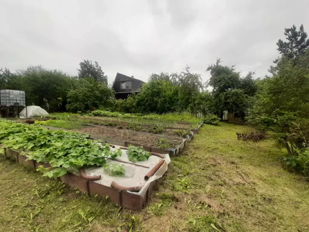Участок в Санкт-Петербург пос. Петро-Славянка, Красноармейское СНТ, 50 ... - Фото 1
