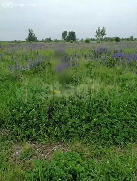 Участок в Калининградская область, Гурьевский муниципальный округ, ... - Фото 2