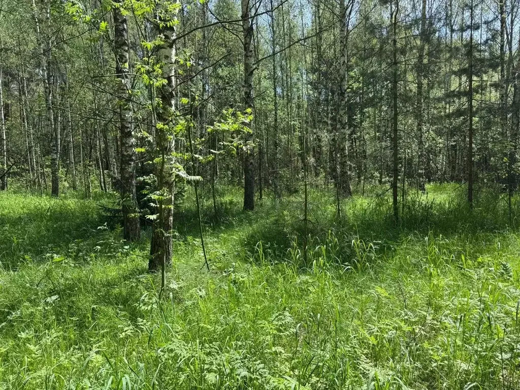 Участок в Московская область, Богородский городской округ, д. Кабаново ... - Фото 0