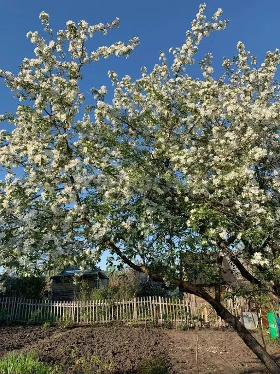 Участок в Новосибирская область, Новосибирск Угольщик садовое ... - Фото 0