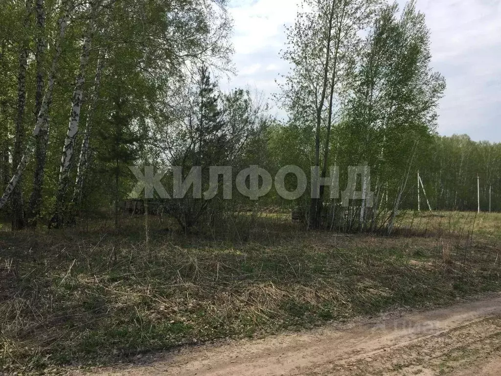 Участок в Новосибирская область, Новосибирский район, Станционный ... - Фото 1