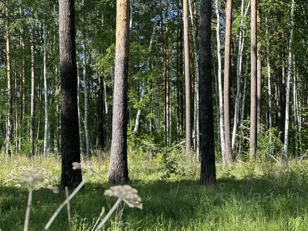 Участок в Иркутская область, Иркутский муниципальный округ, Петровская ... - Фото 2