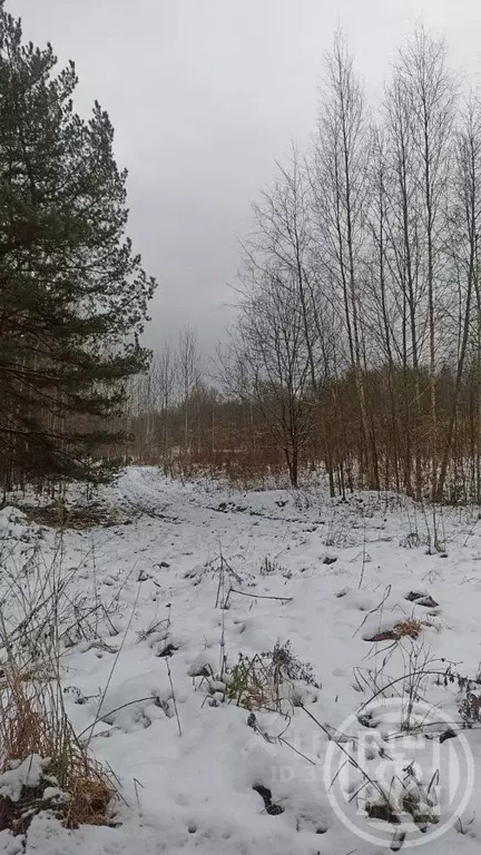 Участок в Ленинградская область, Лужский район, Скребловское с/пос, д. ... - Фото 2