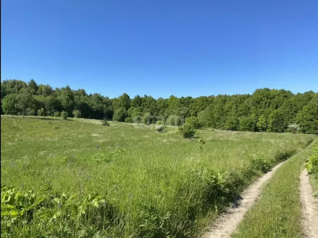 Участок в Калининградская область, Янтарный городской округ, пос. ... - Фото 1