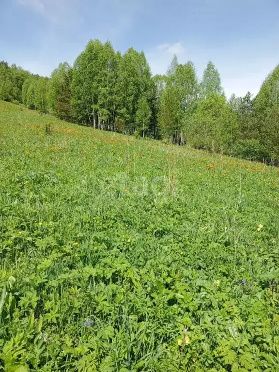 Участок в Алтайский край, Алтайский район, с. Алтайское  (2598.0 сот.) - Фото 1