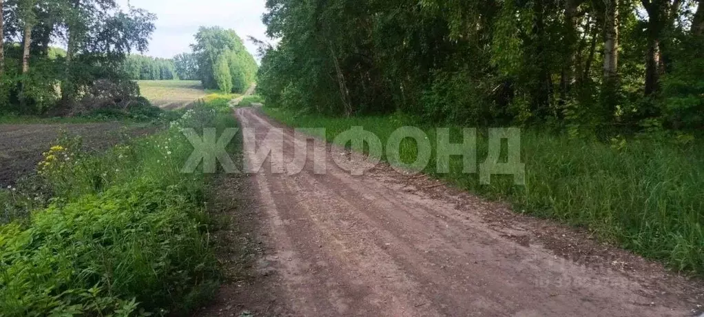 Участок в Новосибирская область, Новосибирский район, Станционный ... - Фото 1