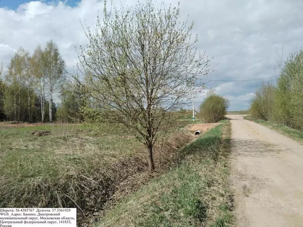Участок в Московская область, Дмитровский городской округ, д. Банино  ... - Фото 0