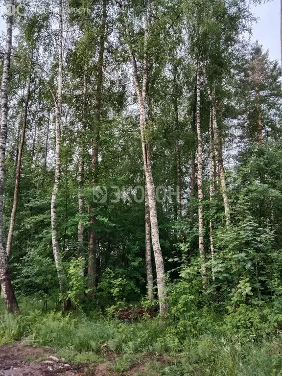 Участок в Ромашкинское сельское поселение, садоводческое ... - Фото 1