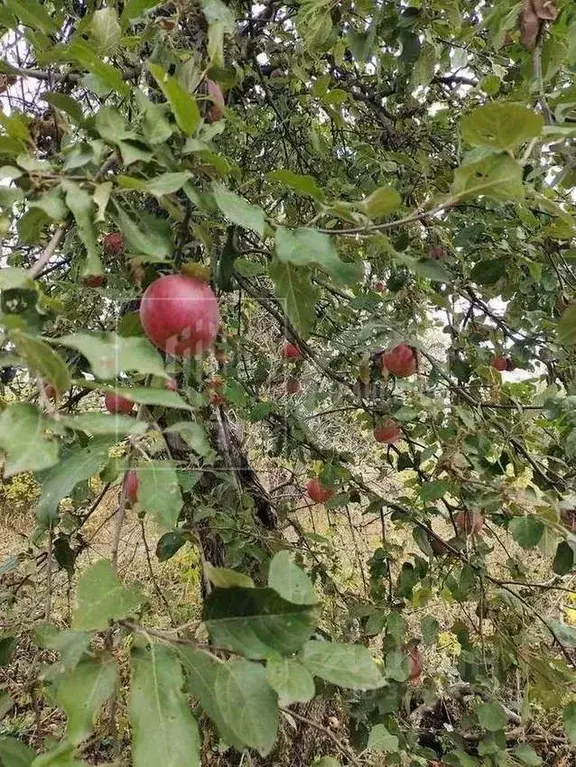 Участок в Воронежская область, Семилуки Лесная ул. (38.0 сот.) - Фото 2