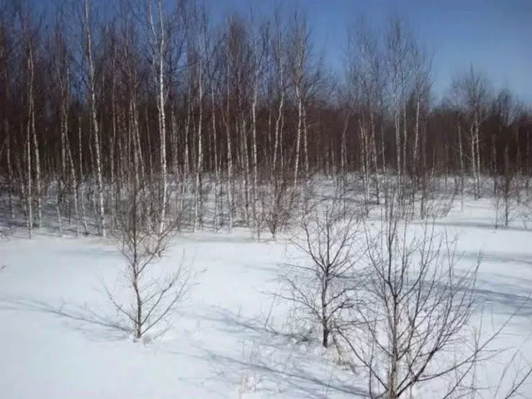 Участок в Амурская область, Благовещенск Амур СТ, 49 (9.0 сот.) - Фото 2