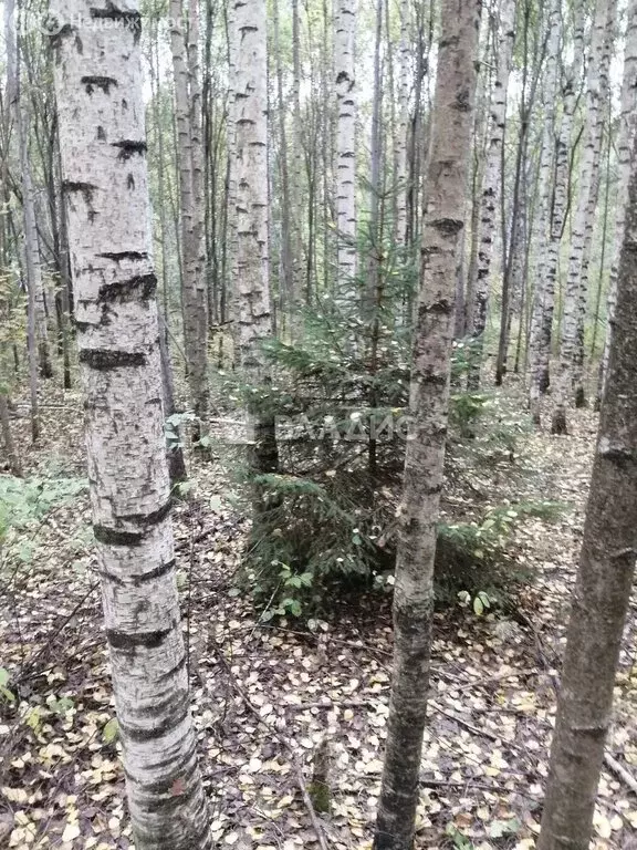 Участок в Нижегородская область, Лысковский муниципальный округ, ... - Фото 2