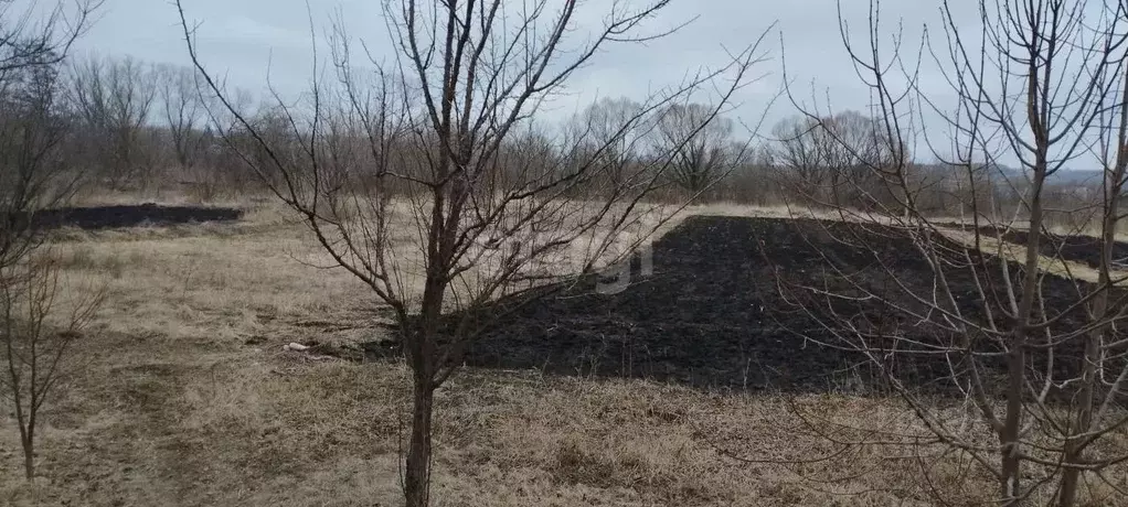 Участок в Белгородская область, Вейделевский район, с. Николаевка ул. ... - Фото 1