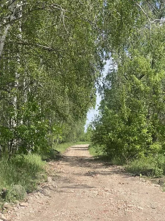 Березы на участке. Поселок мокрый куст Ульяновская область. Ишеевка.