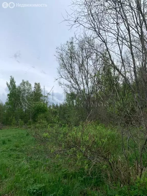 Участок в Кисельнинское сельское поселение, деревня Пески (500 м) - Фото 2