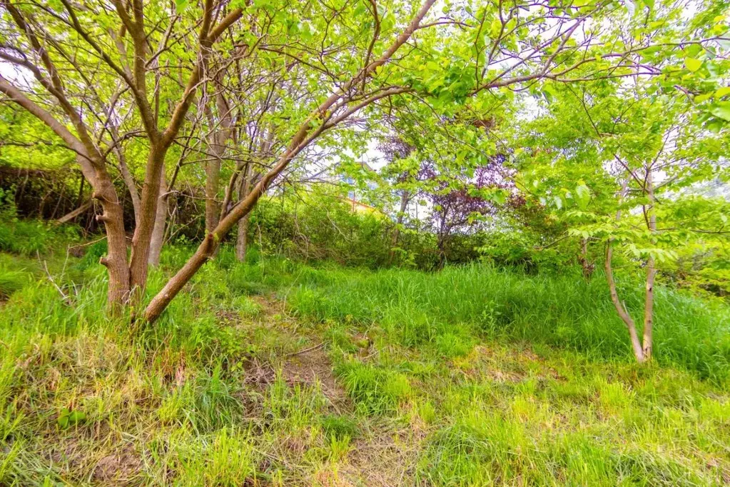 Участок в Краснодарский край, Сочи городской округ, с. Каштаны, Эпрон ... - Фото 2
