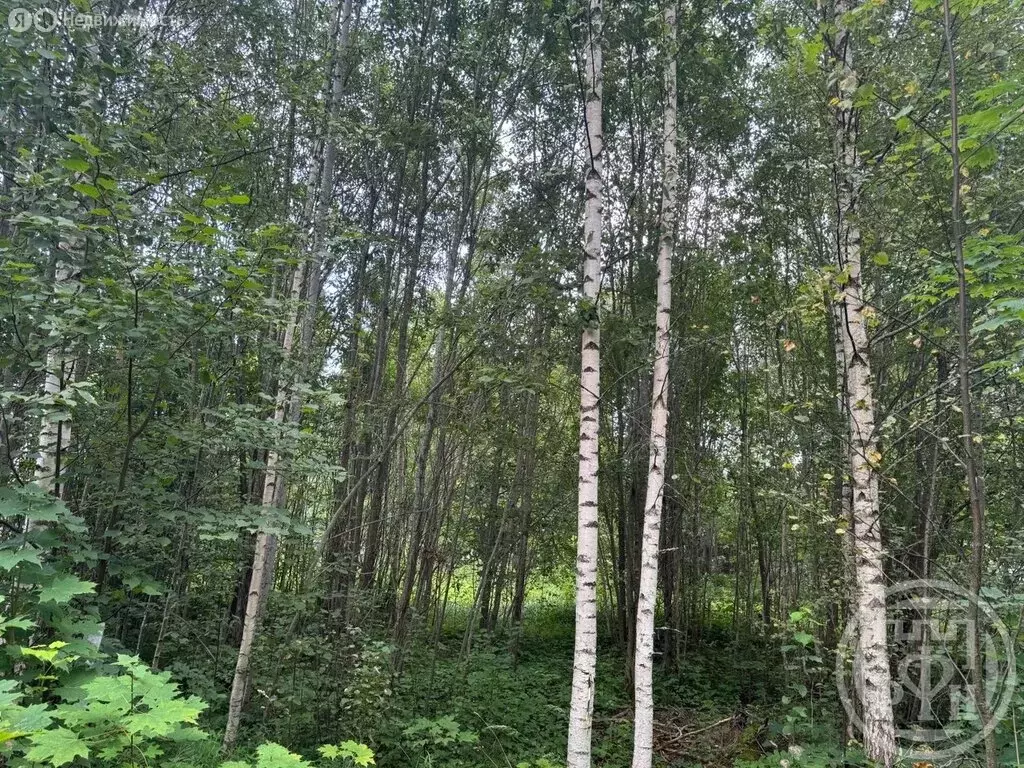 Участок в Вырица, Самарская улица (11.42 м) - Фото 1