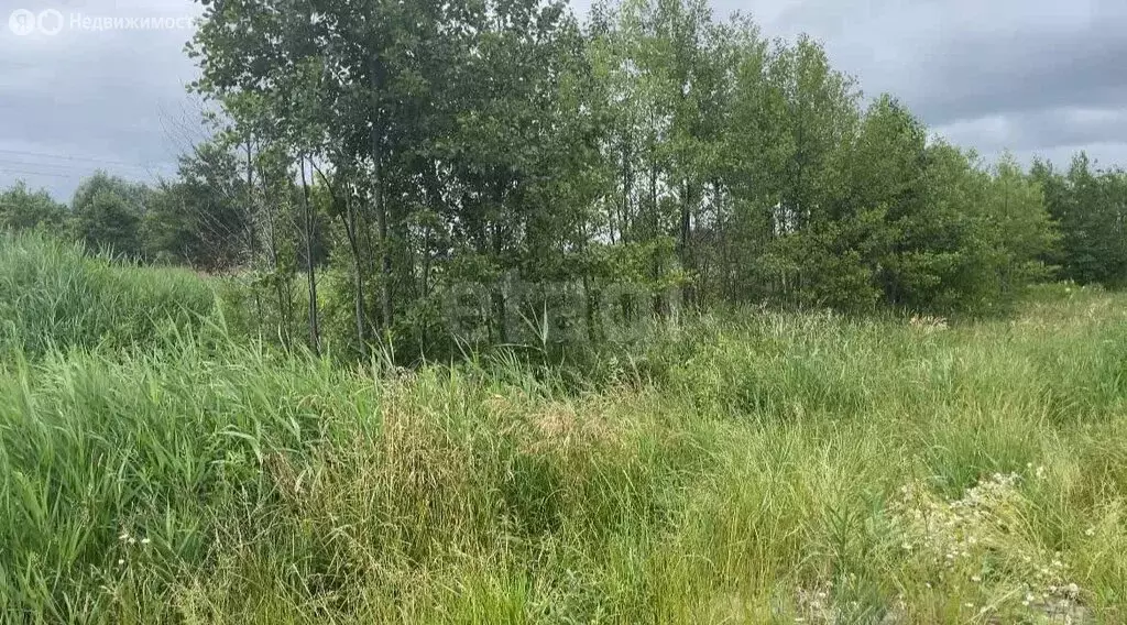 Участок в Калининградская область, Гурьевский муниципальный округ, ... - Фото 1