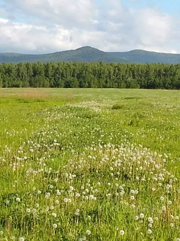 Участок в Хабаровский край, Хабаровский район, с. Бычиха Курортная ... - Фото 1