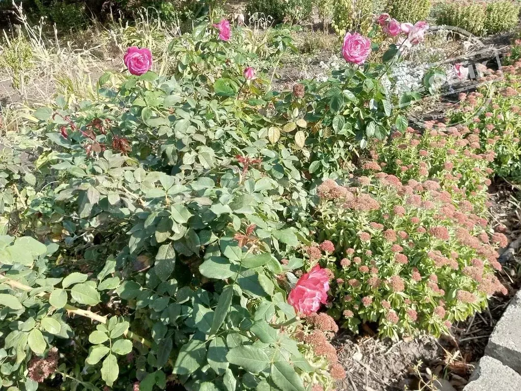 Участок в Ростовская область, Ростов-на-Дону Защитник садовое ... - Фото 1