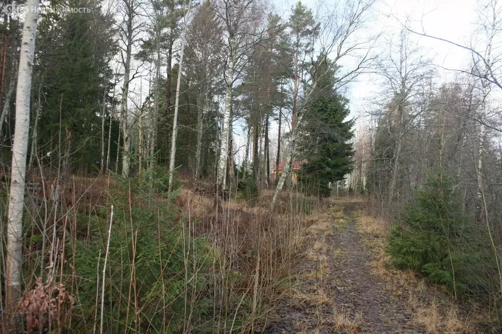 Участок в Токсовское городское поселение, СНТ Пирит-1 (15 м) - Фото 1
