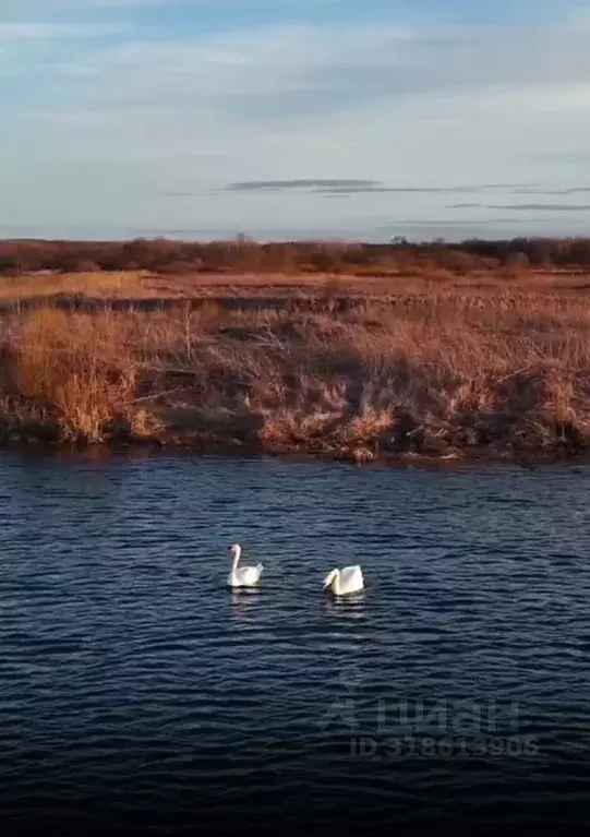 Участок в Ульяновская область, Цильнинское городское поселение, с. ... - Фото 0