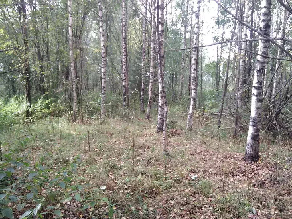 Участок в Новгородская область, Новгородский район, Савинское с/пос, ... - Фото 1