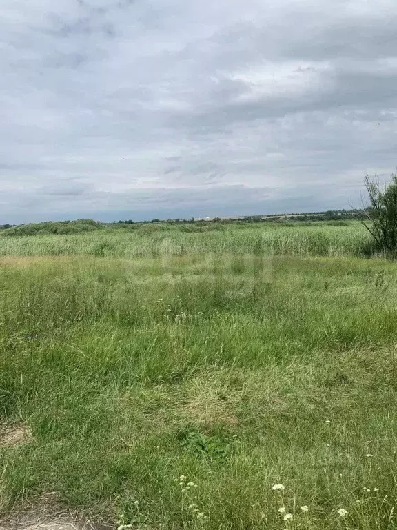 Участок в Белгородская область, Вейделевский район, с. Большие Липяги ... - Фото 1