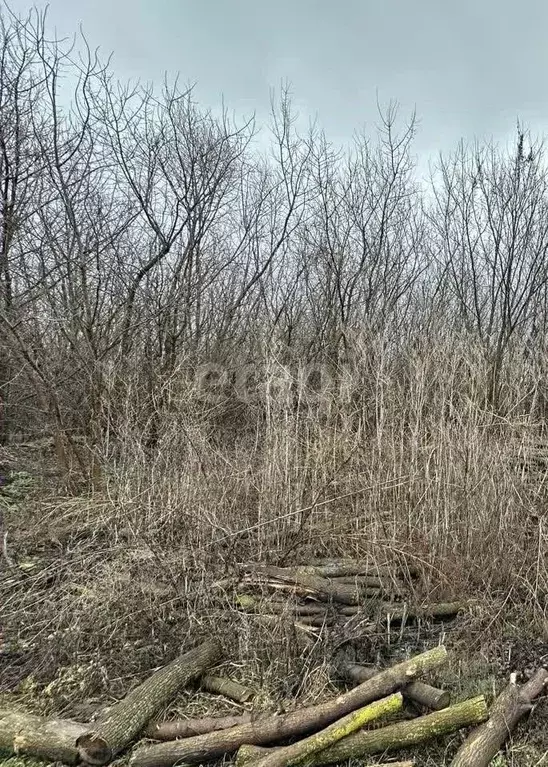 Участок в Воронежская область, с. Семилуки ул. Грушевая, 9 (9.3 сот.) - Фото 1