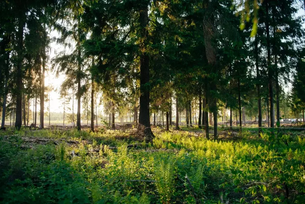 Участок в Московская область, Клин городской округ, д. Поджигородово  ... - Фото 0