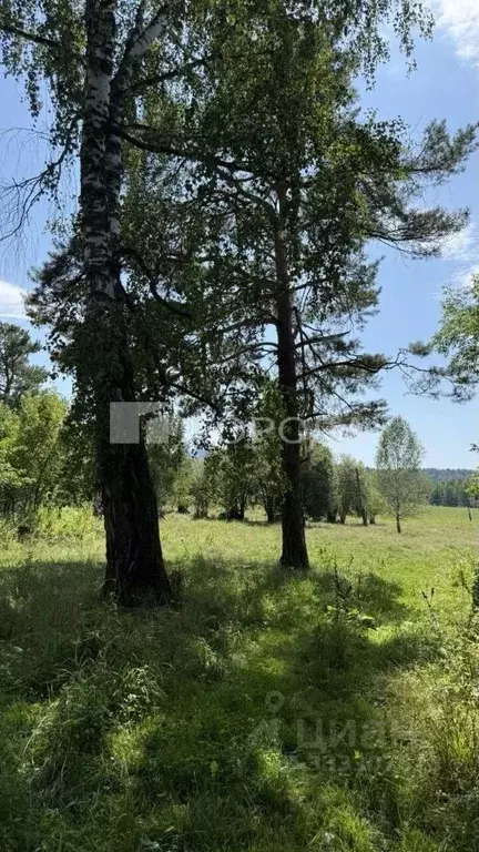 Участок в Алтай, Турочакский район, с. Озеро-Куреево Центральная ул., ... - Фото 1