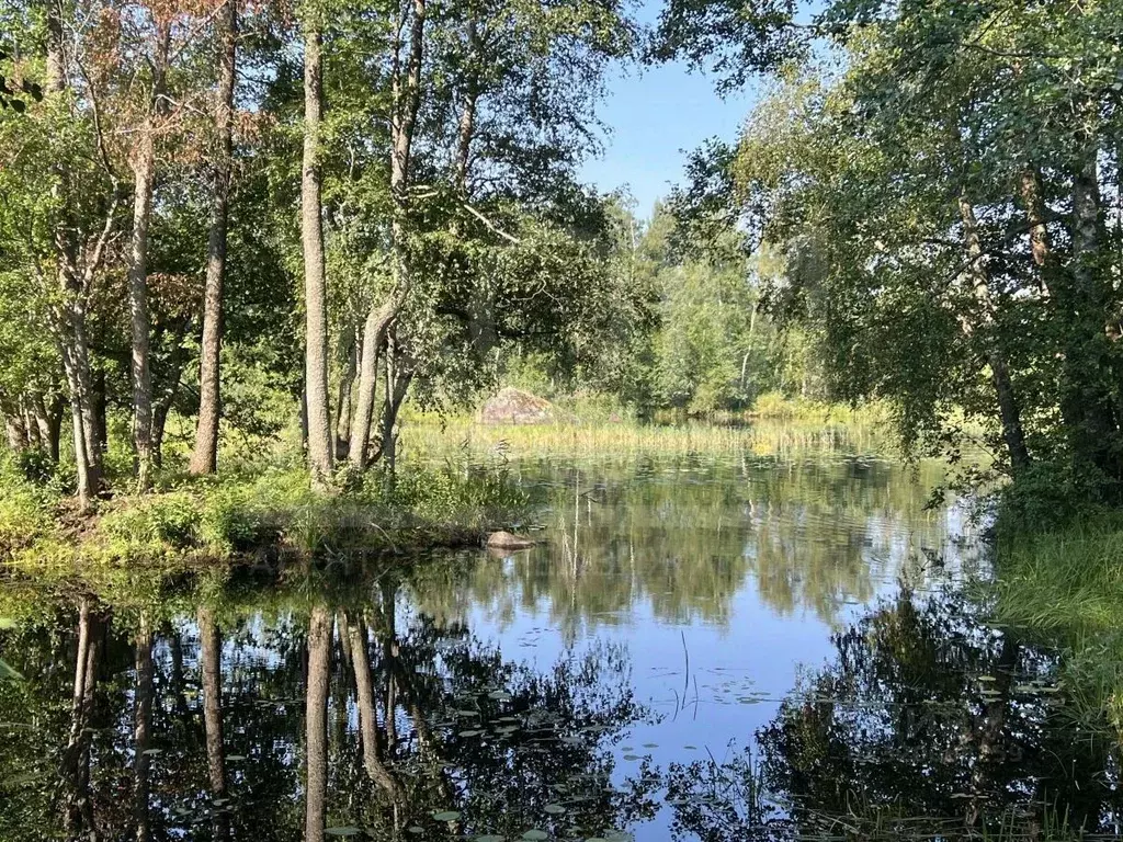 Участок в Ленинградская область, Приозерский район, Ларионовское ... - Фото 2