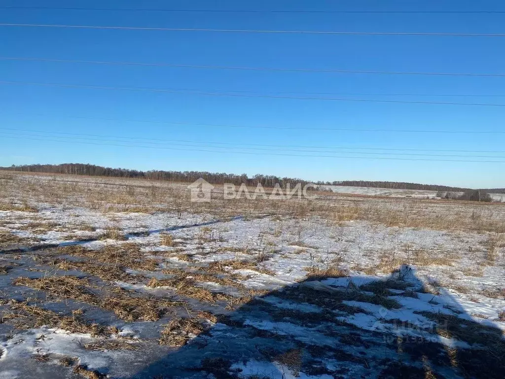 Участок в Владимирская область, Суздальский район, Новоалександровское ... - Фото 1