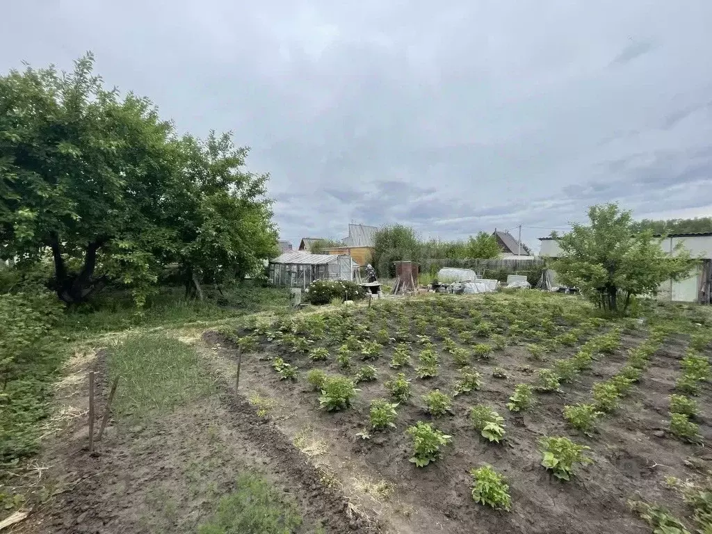 Участок в Курганская область, Курган ЖБИ 2 СТ, ул. Южная (5.7 сот.) - Фото 1