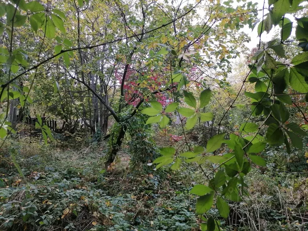 Участок в Владимирская область, Камешковский район, д. Пенкино ... - Фото 1