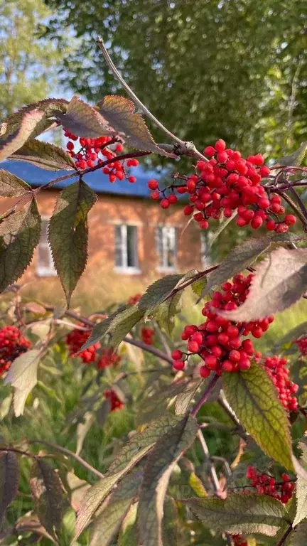 Помещение свободного назначения в Ленинградская область, Гатчинский ... - Фото 1
