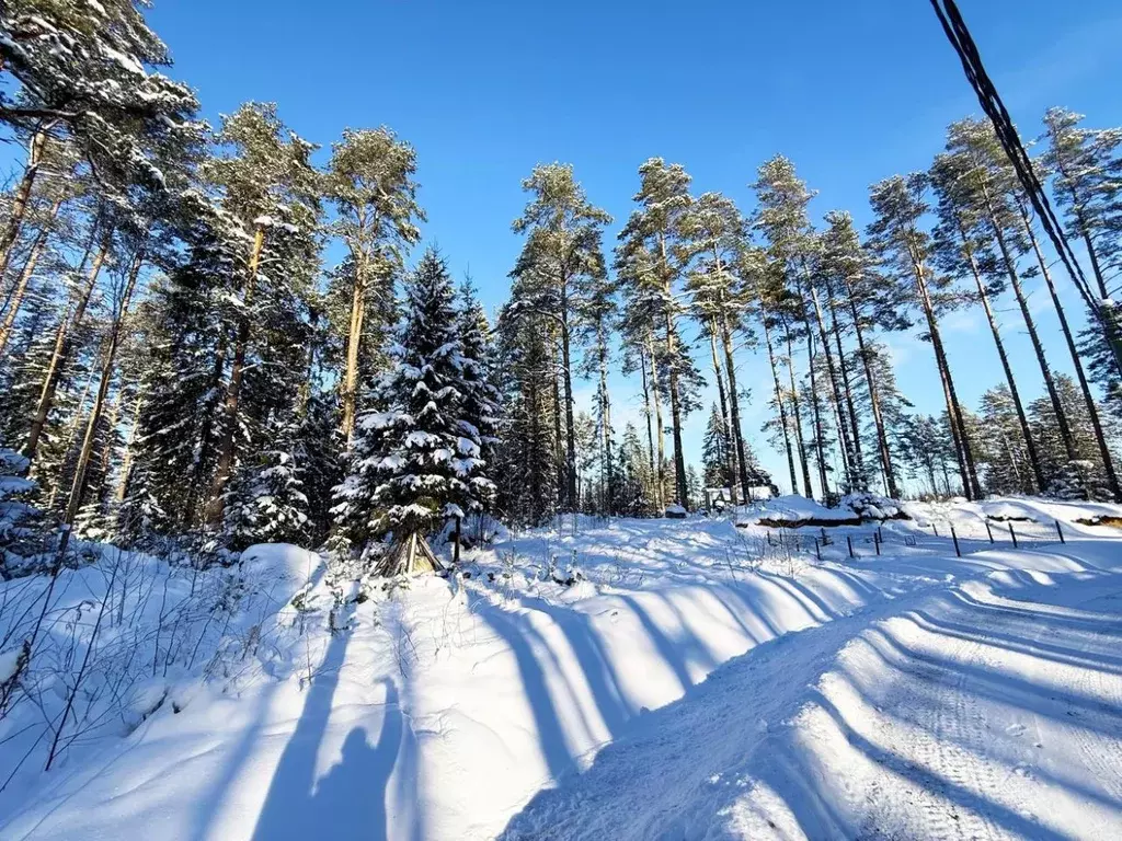Участок в Ленинградская область, Выборгский район, Приморское ... - Фото 1