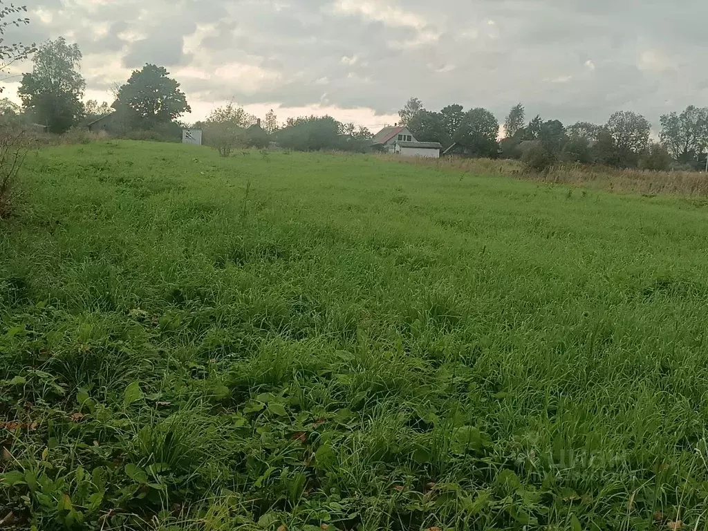 Участок в Ленинградская область, Волосовский район, Большеврудское ... - Фото 2