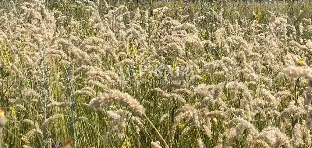 Участок в Белгородская область, Старооскольский городской округ, с. ... - Фото 0