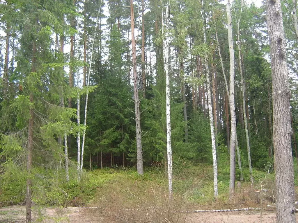 Участок в Ленинградская область, Всеволожский район, Куйвозовское ... - Фото 0