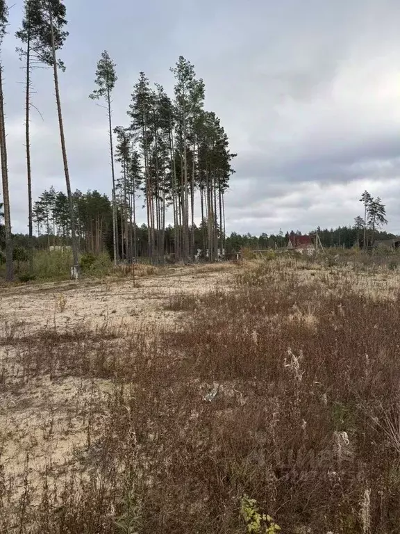 Участок в Ленинградская область, Сосновый Бор ул. Озерная (9.0 сот.) - Фото 2