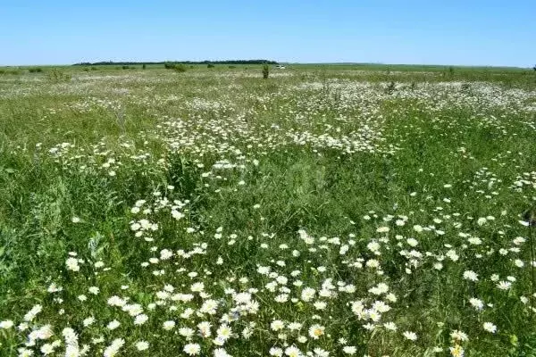 Участок в Архангельская область, Котласский муниципальный округ, д. ... - Фото 1