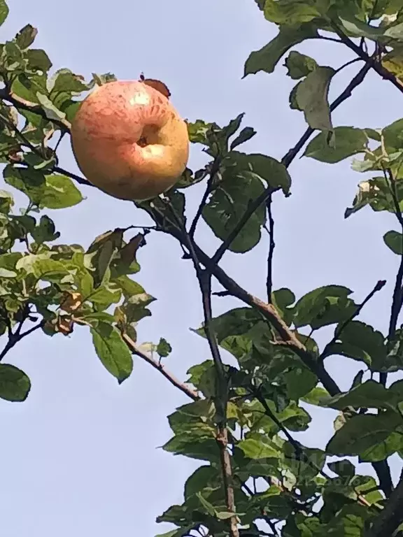 Дом в Пермский край, Пермь Любитель СТ, 41 (20 м) - Фото 1