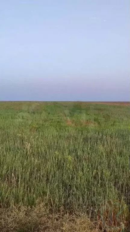 Участок в Крым, Сакский район, Суворовское с/пос, с. Великое  (1723.0 ... - Фото 1